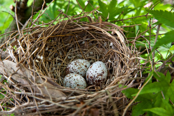 طائر الكاردينال عش بيض