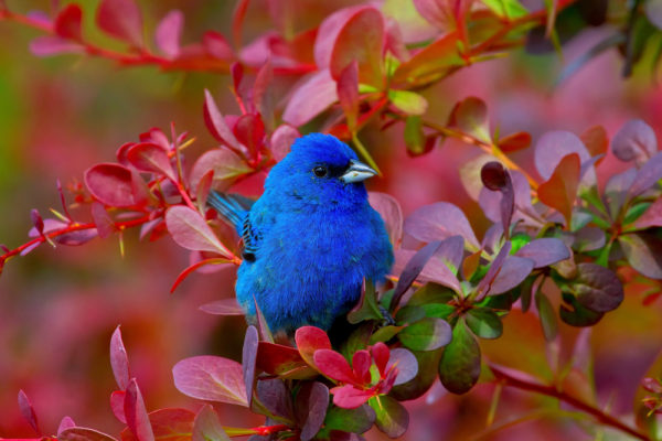 طائر الدرسة السماوي او عسفور الدرسة الزرقاء الطائر الازرق