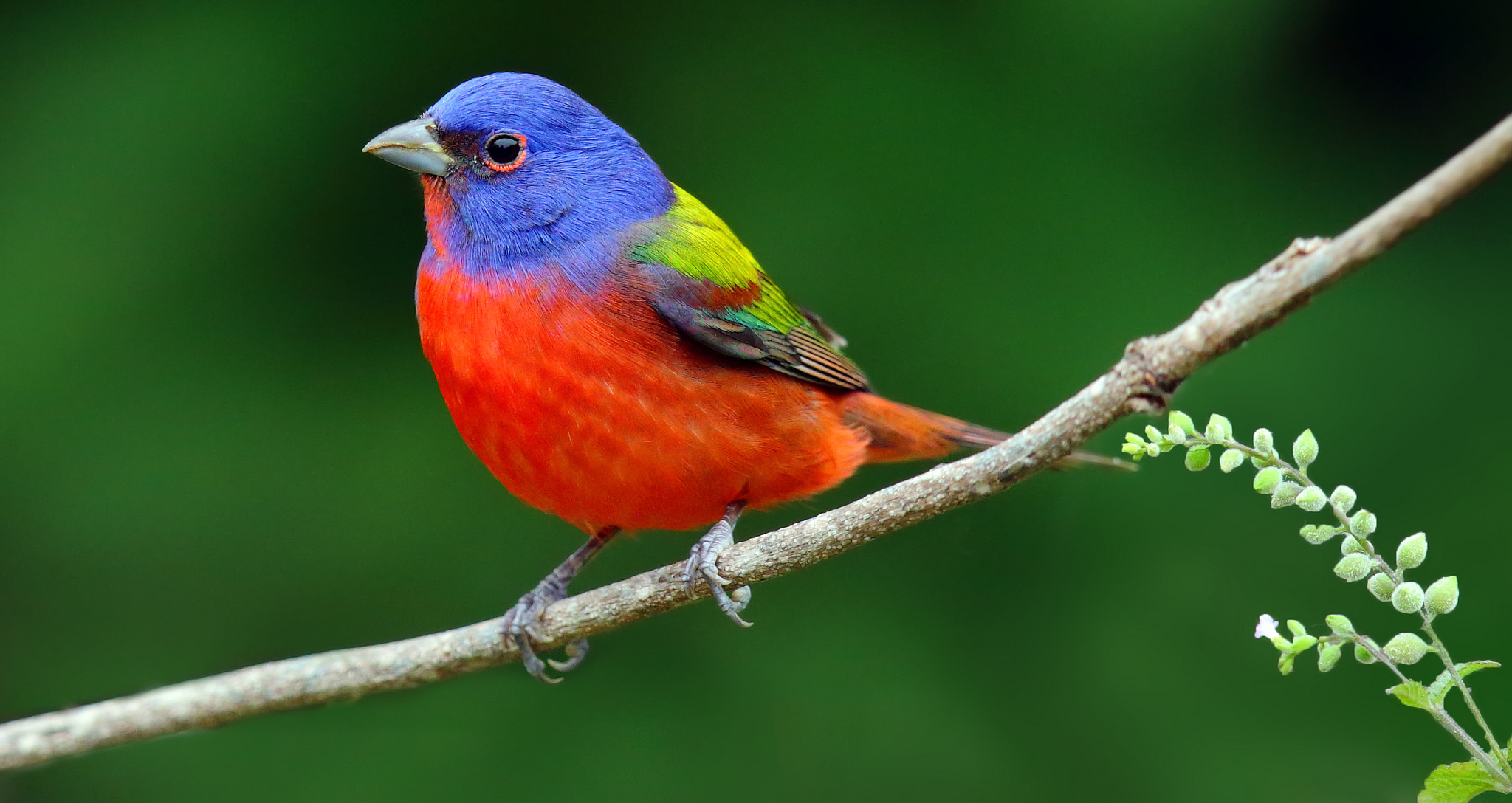 طائر الراية الملونة