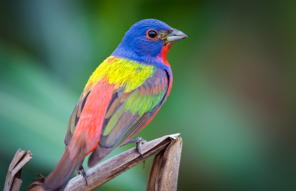 طائر الراية الملونة