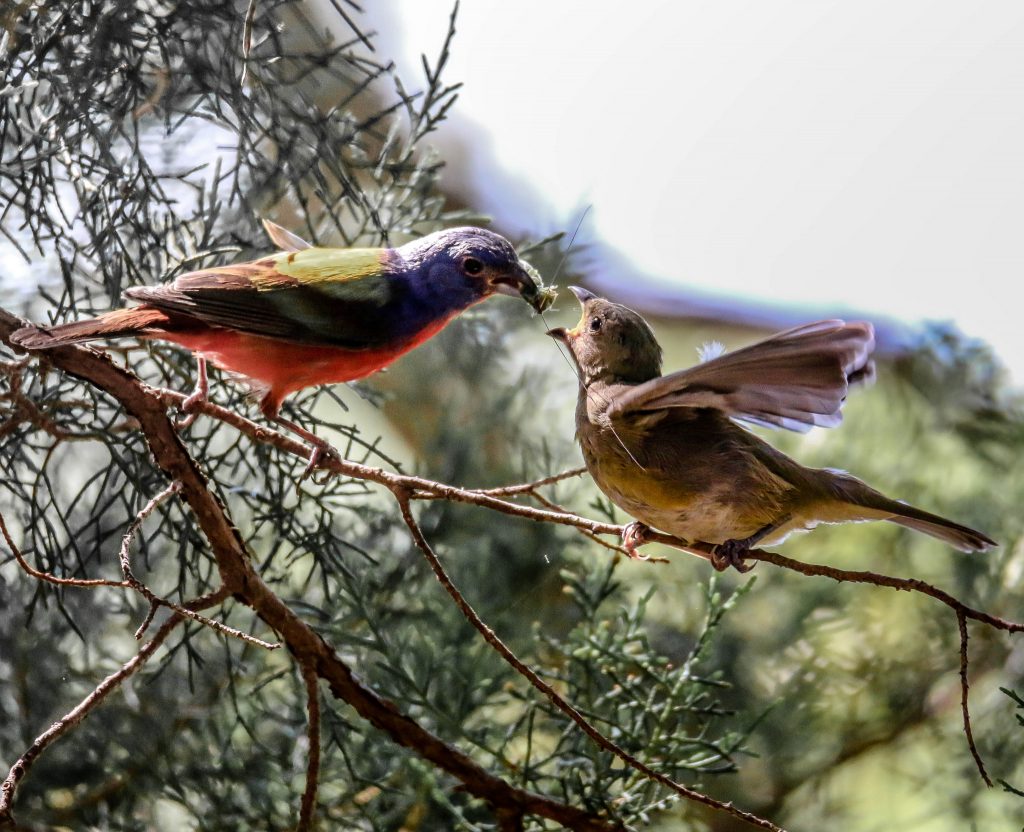  طائر الراية الملونة موسم التكاثر