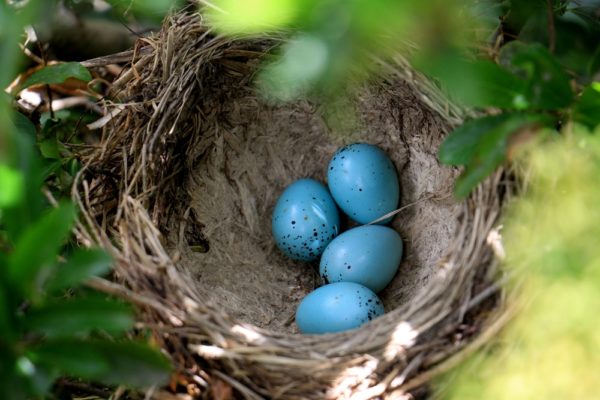 بيض طيور السمنة المطربة او السمنة المغردة 
