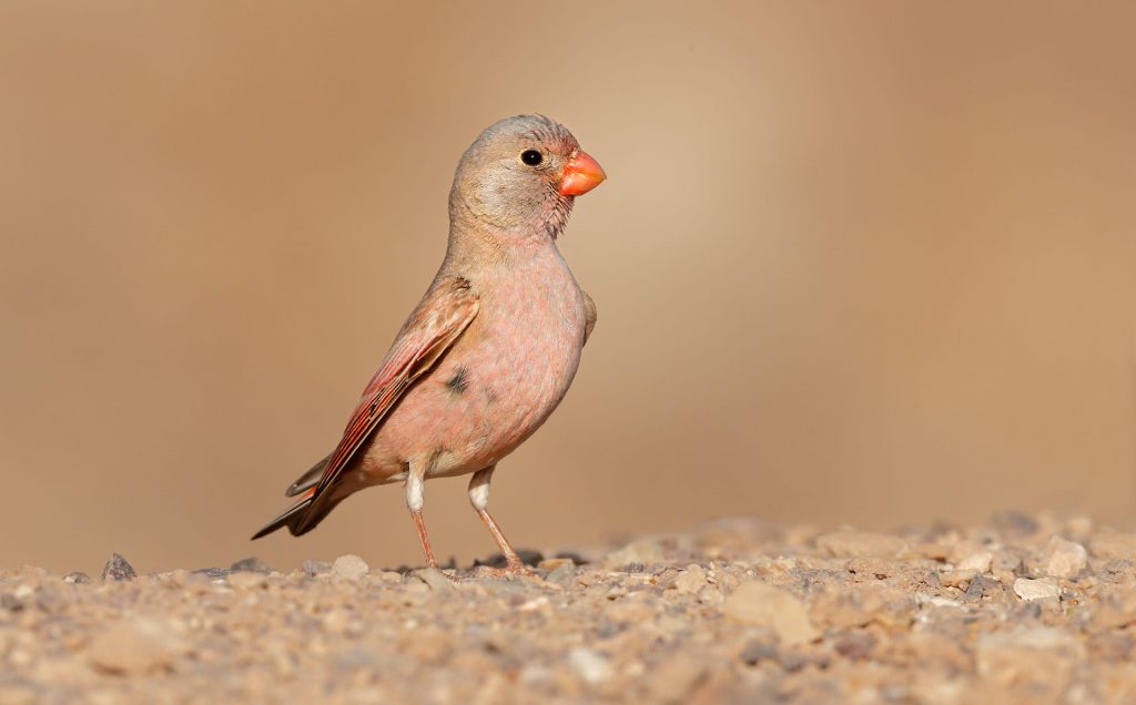 طائر الزمير الوردي عصفور الصحراء كل ماتود ان تعرفه حول هذا الطائر 1
