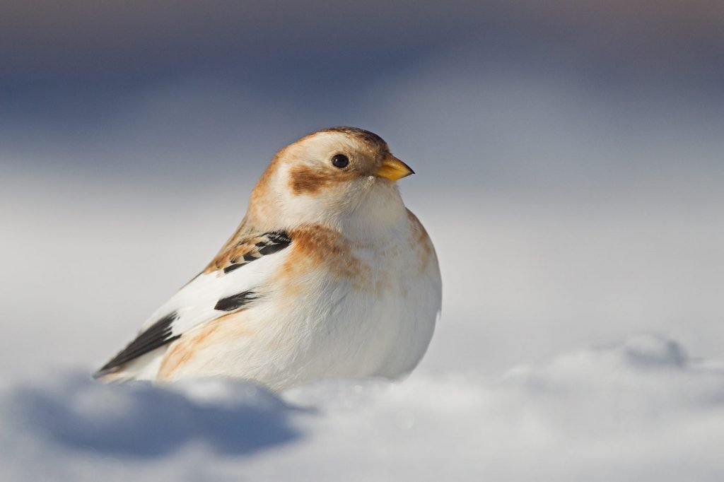 درسة الثلوج او عصفور صياد الثلوج موضوع شامل عن هذا الطائر 1
