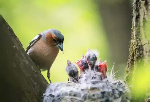 Chaffinch-feeds-its-young-hungry-Chicks-in-the-nest-e1535805946418.jpg
