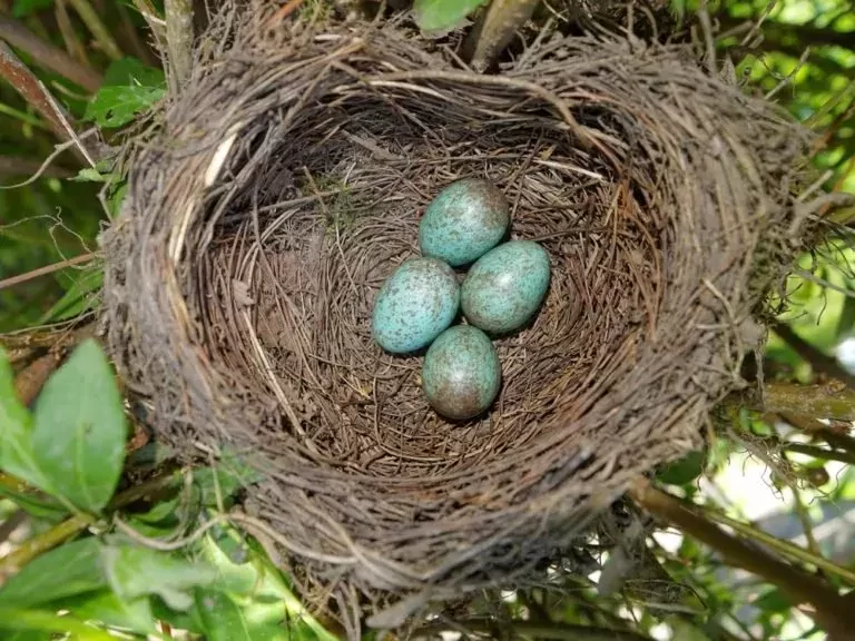 blackbird-eggs.jpg