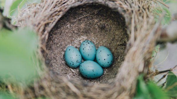 blue-chaffinch-eggs-in-the-nest-e1535805958997.jpg