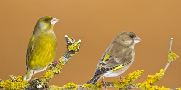 male-and-female-greenfinch-e1524549805973.jpg